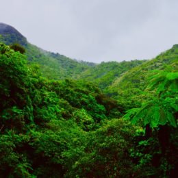 aerial view of amazon rainforest