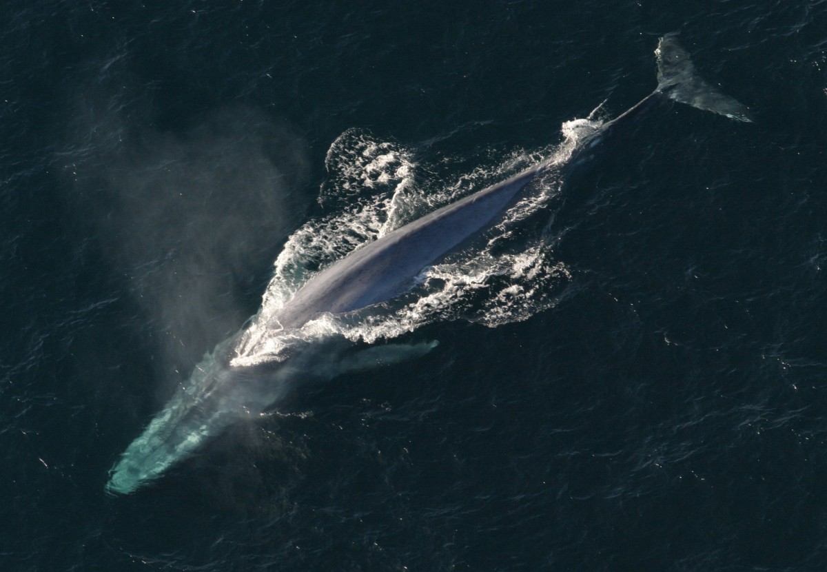 blue-whale Blue Whale