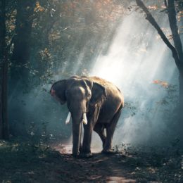 elephant in forest