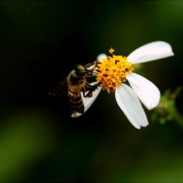 bee pollinating a flower in a garden
