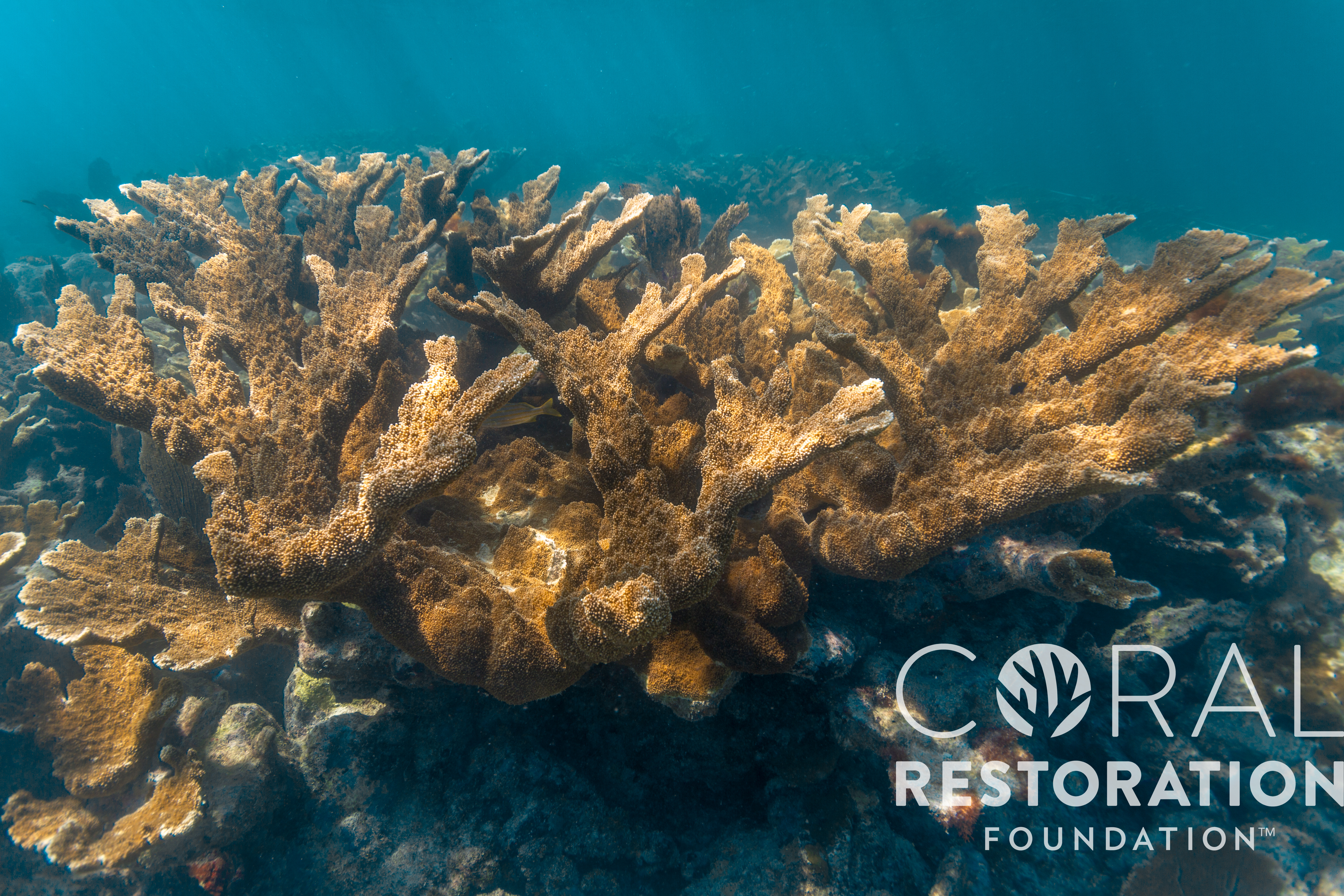 means which help reefs, recover can hurting coral ... We\u0027re we we coral ... help means can reefs, which We\u0027re hurting recover