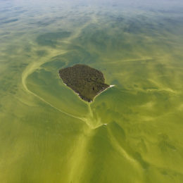 aerial view of algae bloom in lake