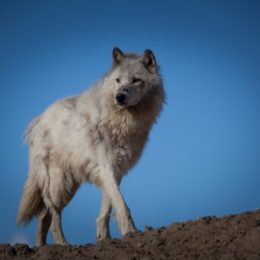 Photo of White Wolf
