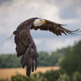 eagle flying