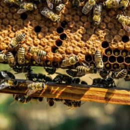 bees on hive