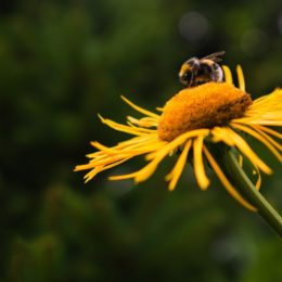 bee on flower