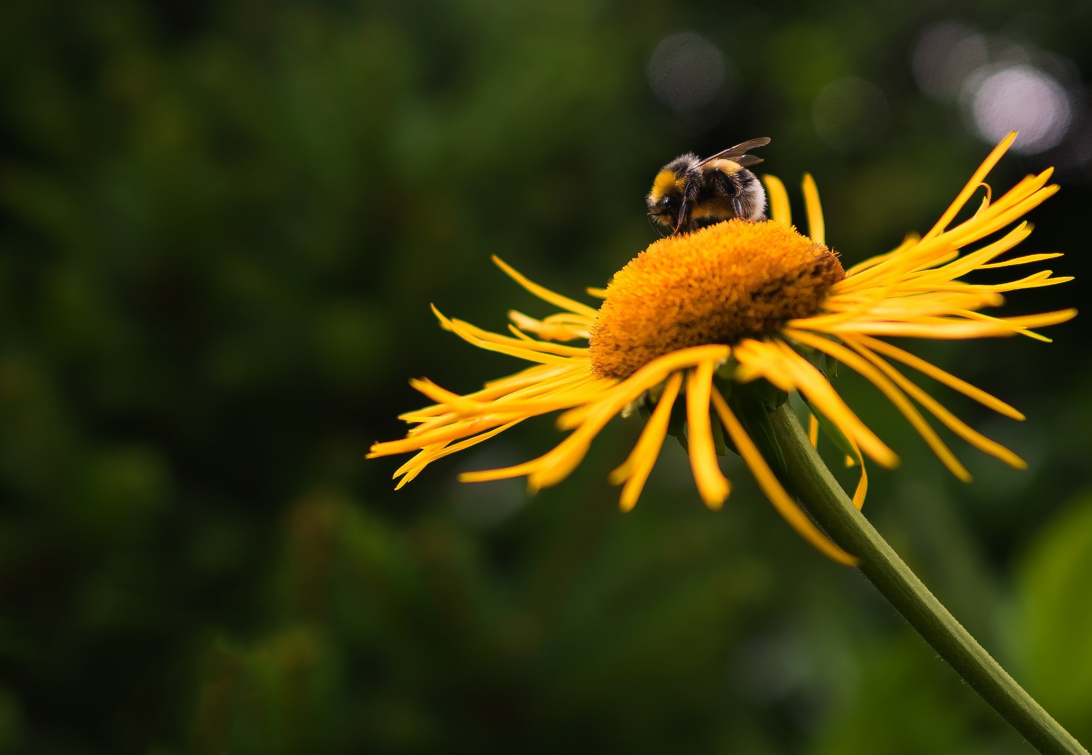 bee on flower