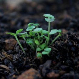 tiny sprouts growing in soil