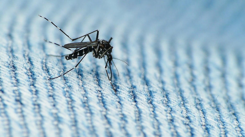 Buzz off: How invasive mosquitoes are irritating the US - Earth Day Buzz off: How invasive mosquitoes are irritating the US - Earth Day