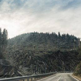 view of logged trees from road