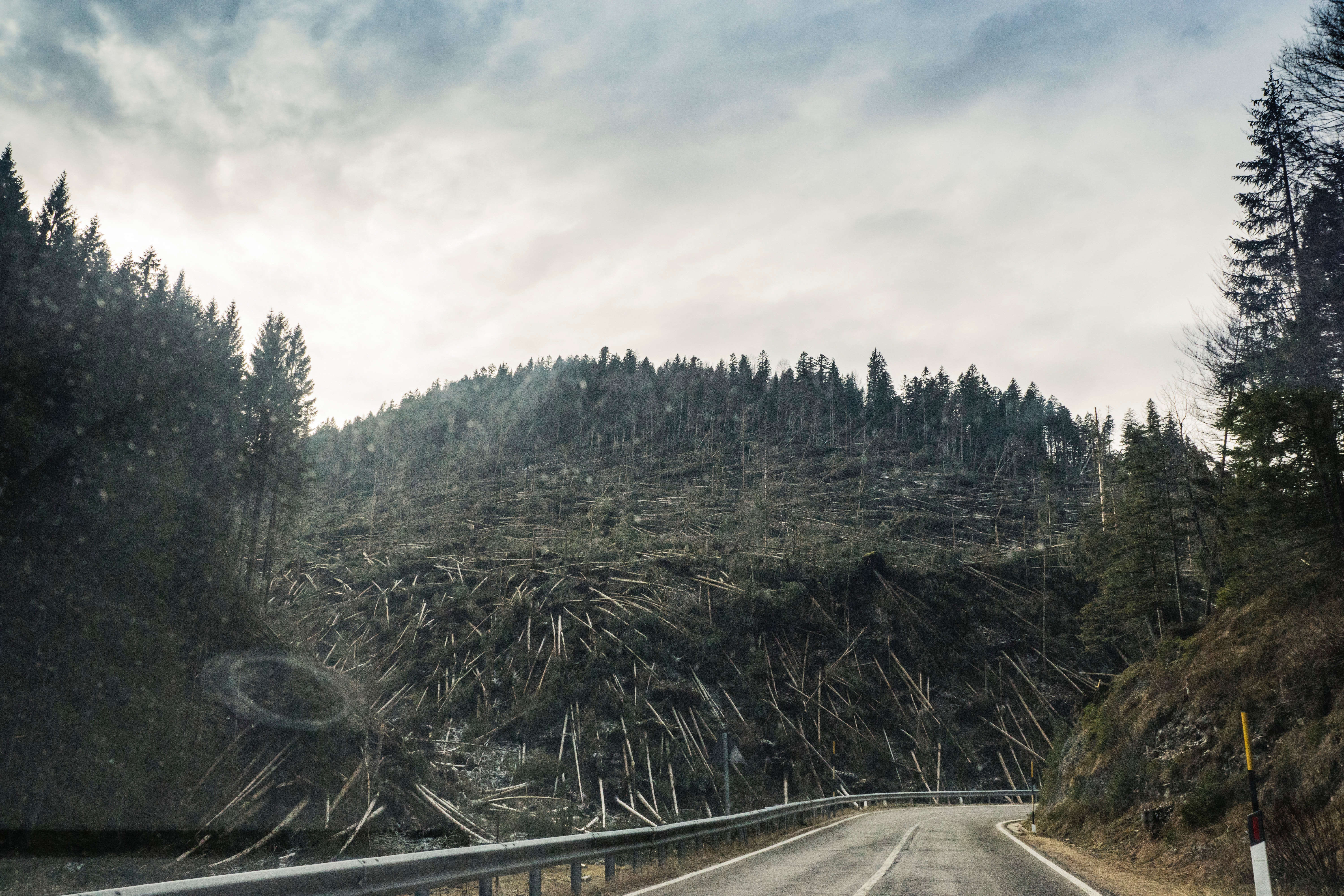 view of logged trees from road