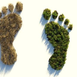 footprints made of plants