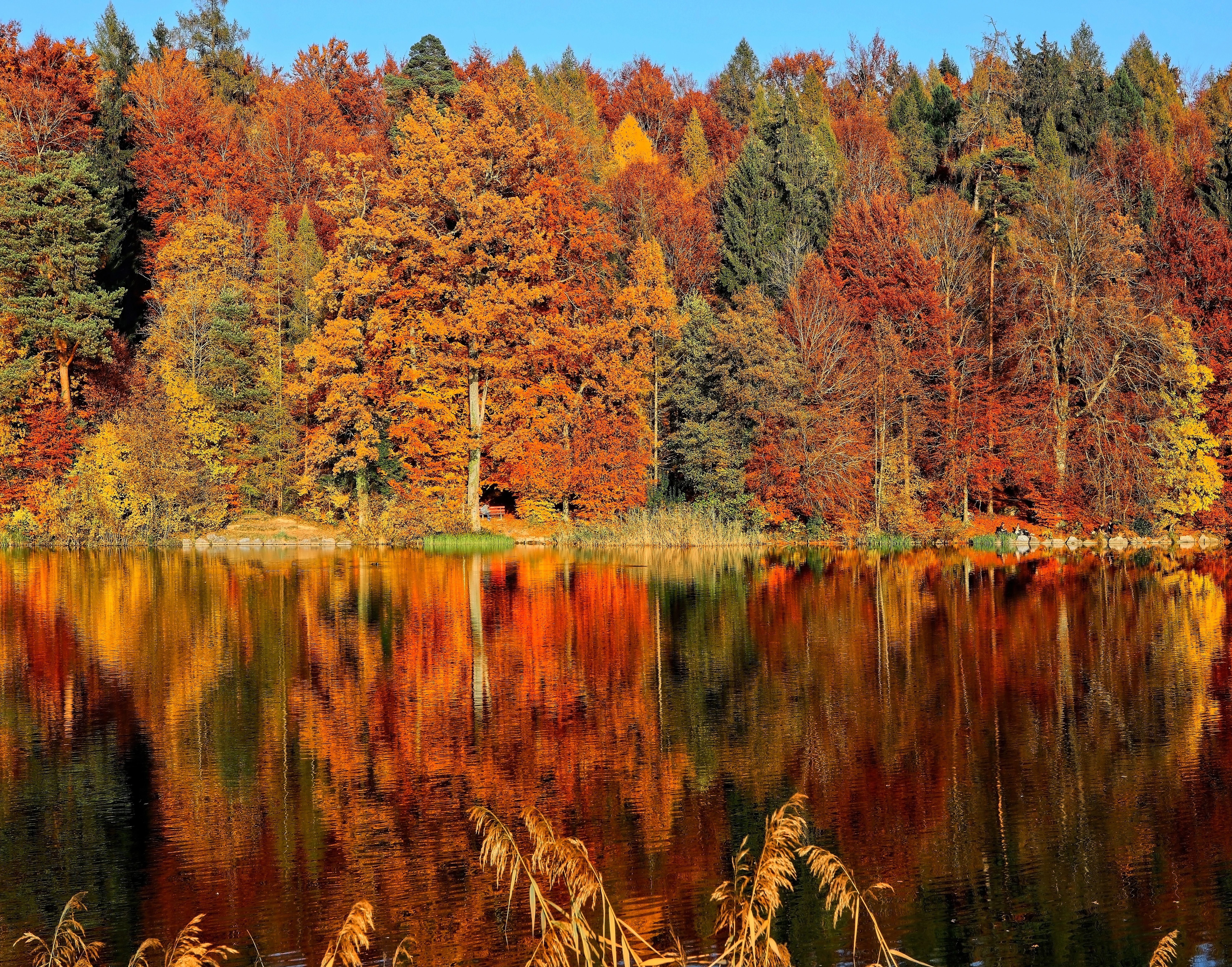 Download Where D All The Fall Go Earth Day