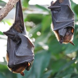 bats hanging upside down