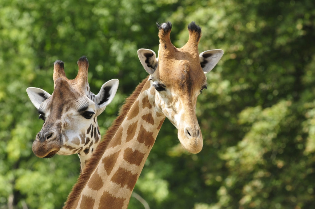 What We Need to Do to Save Giraffes Before They Go Extinct - Earth Day