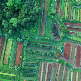 aerial view of crop land