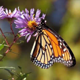 monarch on flower