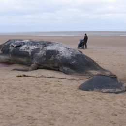 sperm whale beached