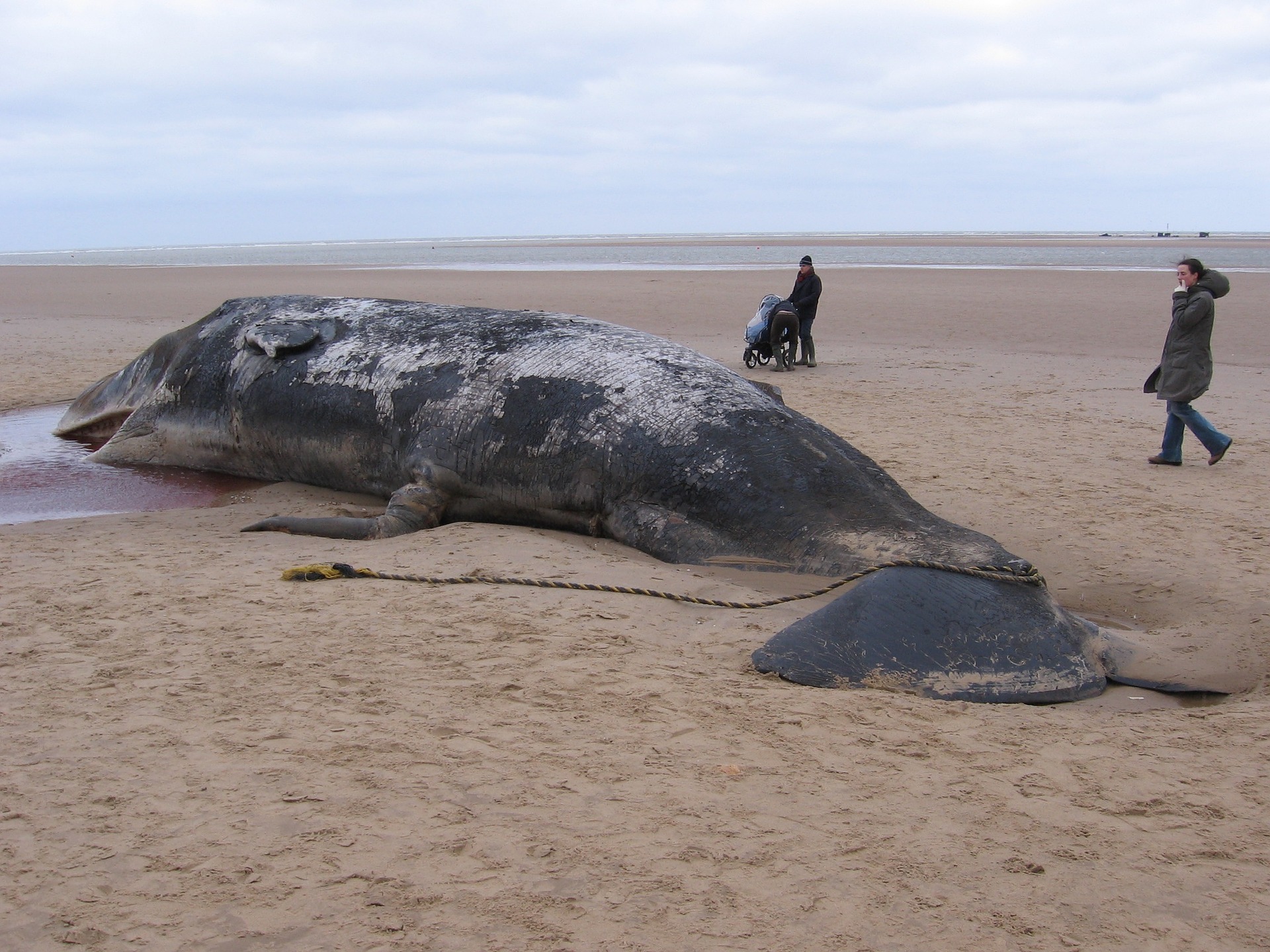 Beached whale found with 220 pounds of trash in stomach - Earth Day