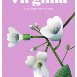 artist rendering of virginia plant