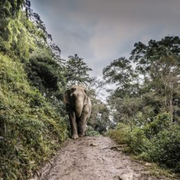 elephant in the forest