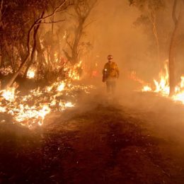firefighter in burning forest