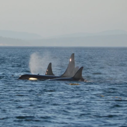 whales in ocean