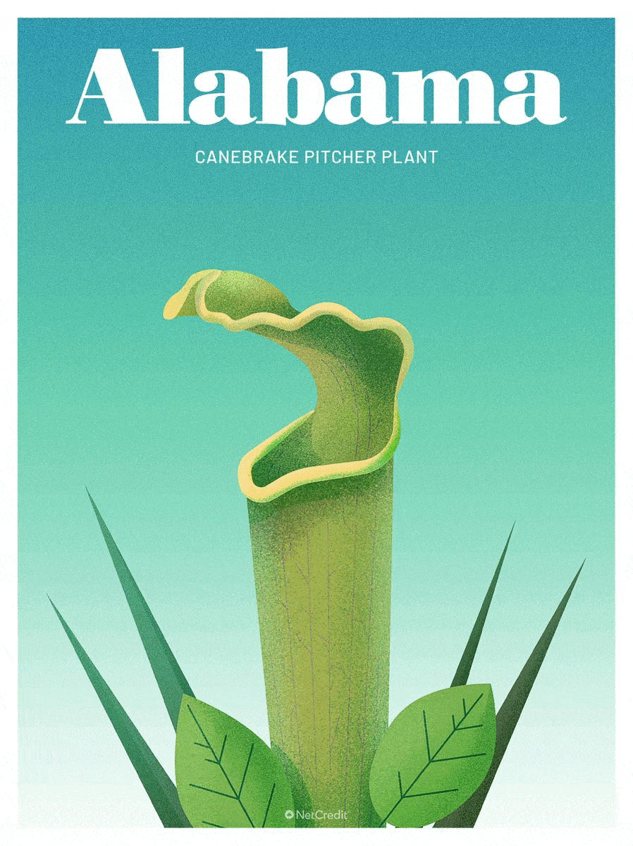 An illustrated tribute to most endangered plant in every US state - Earth  Day