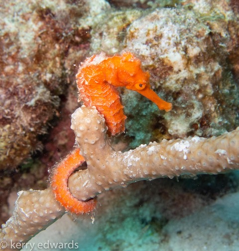 Art by Kerry Edwards