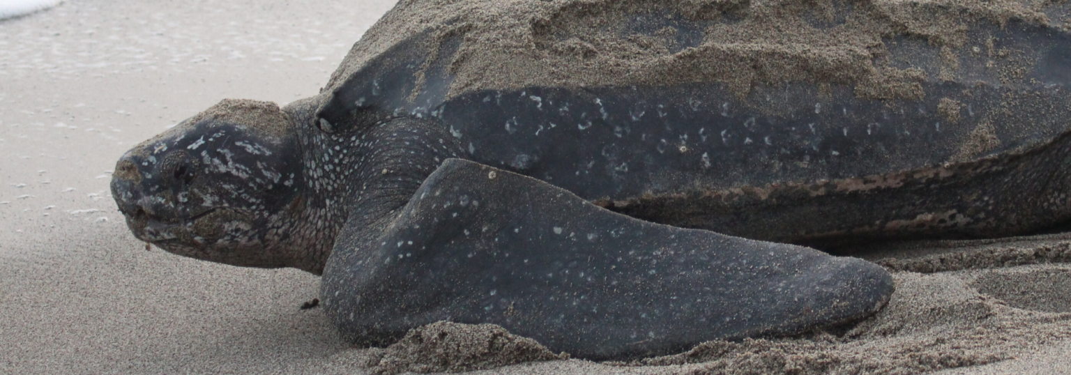 Leatherback Sea turtle Earth Day