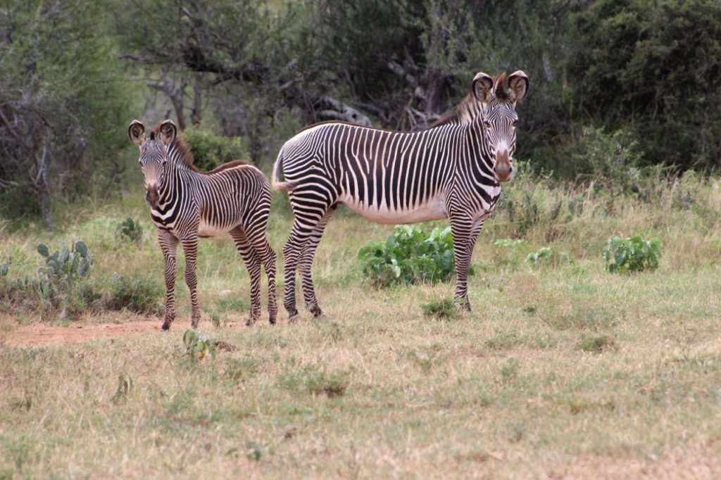 Art by SarahJean Harrison