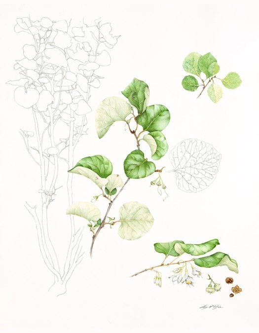 Art by Lotus McElfish