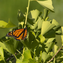 monarch on branch