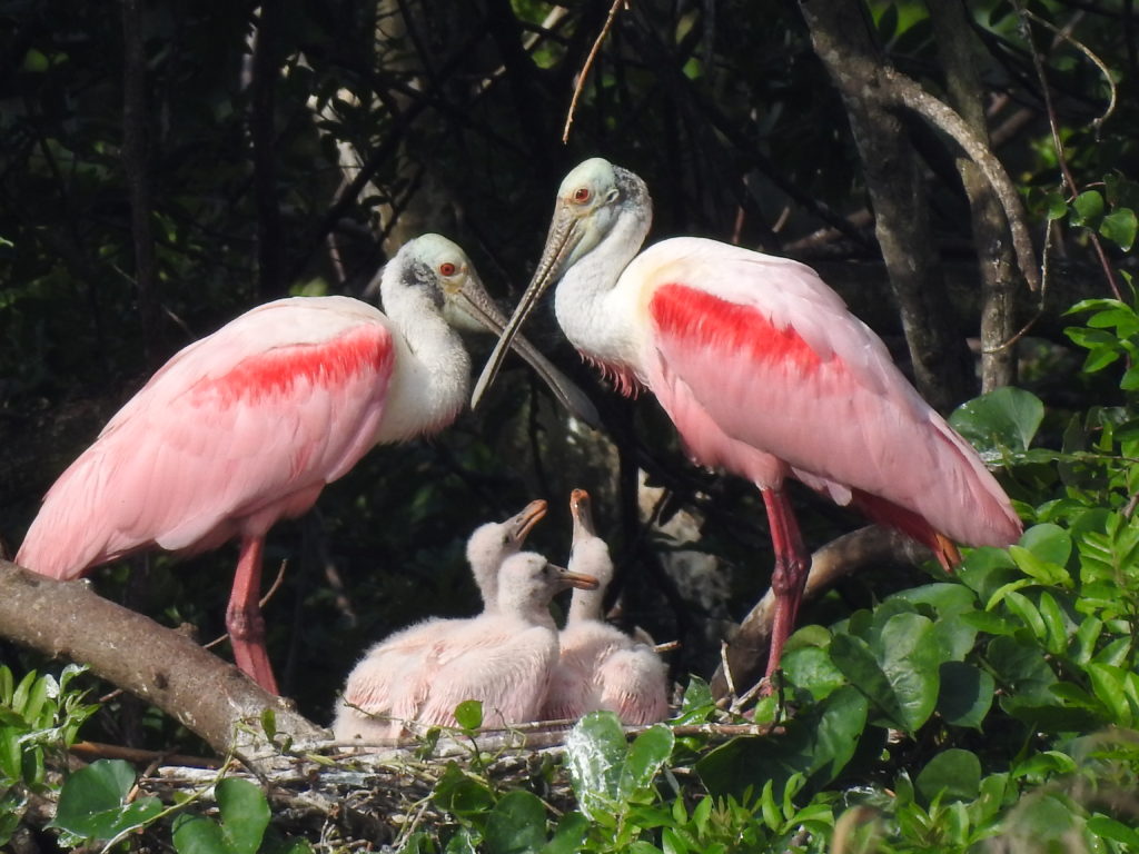 Art by Marianne Speranza