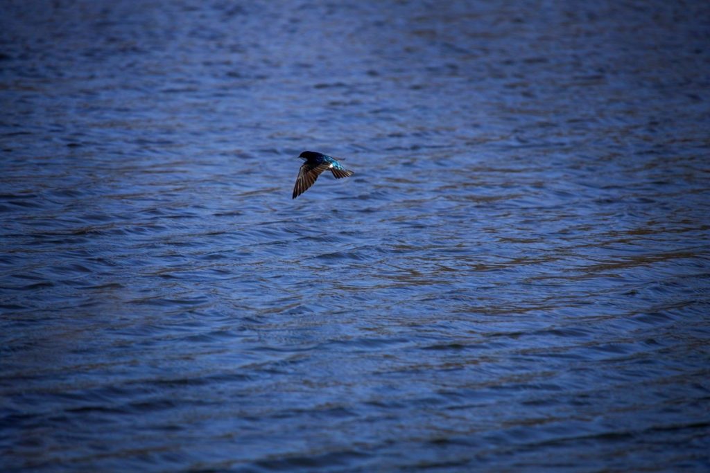 Art by Ericka Murphy