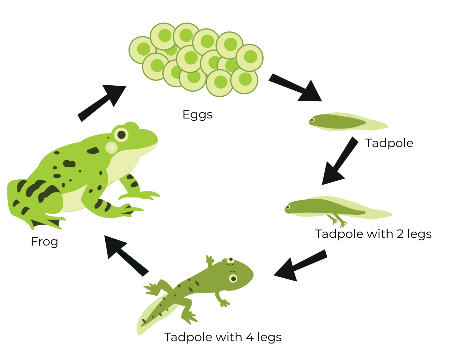 С чем связано развитие земноводных. Цикл развития лягушки схема. Строение цикл развития лягушки. Жизненный цикл земноводных схема. Стадии цикла развития лягушки.