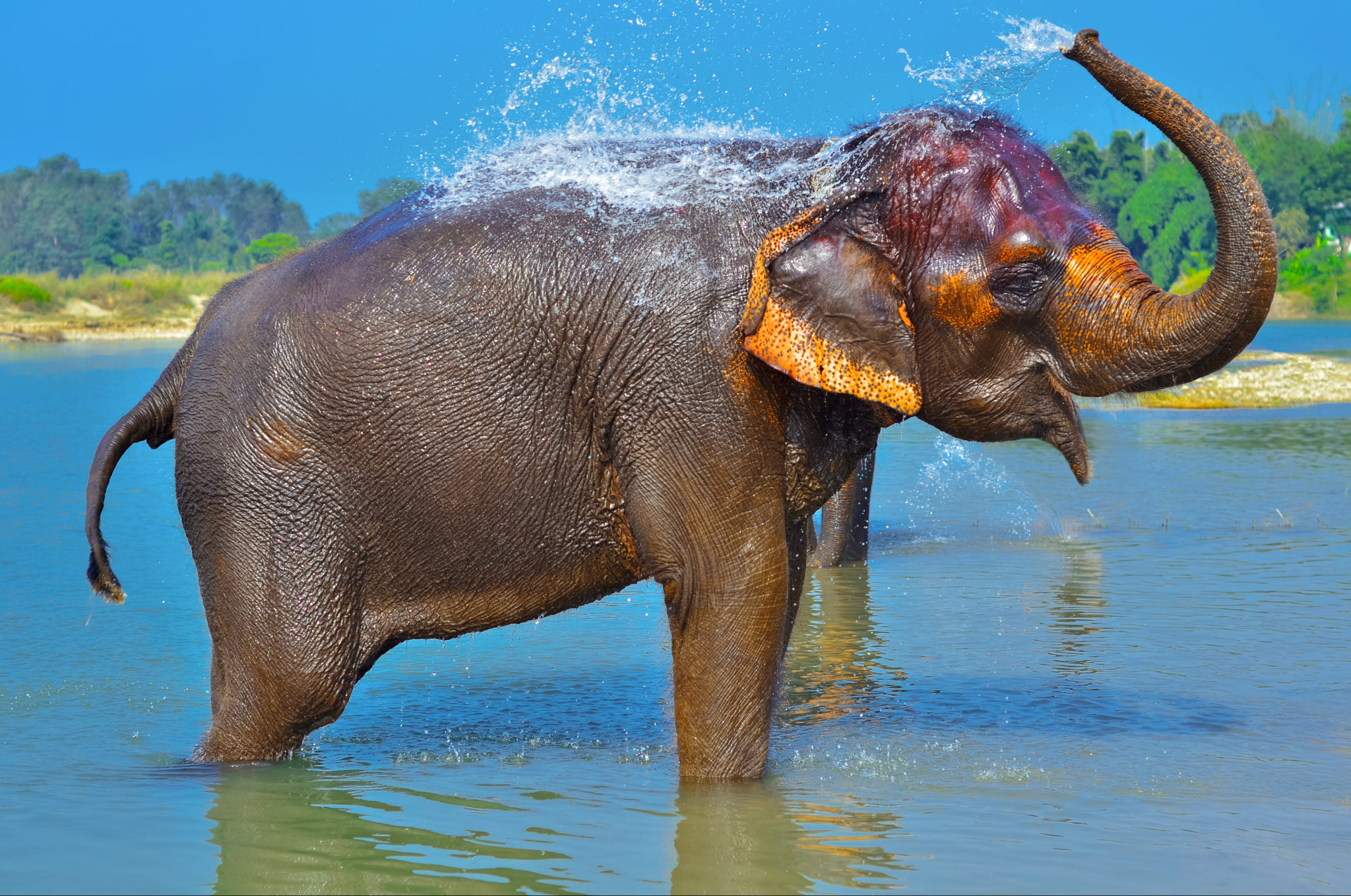 Звук слоника. Звук слона. Слон кричит. Слон вода из хобота.