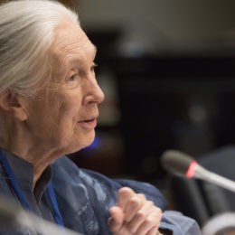 Jane Goodall talking