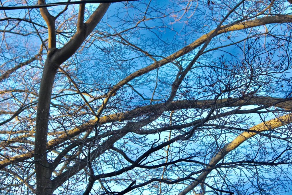 Art by Glorianna Jackson