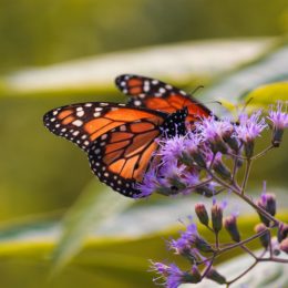 monarch on flower