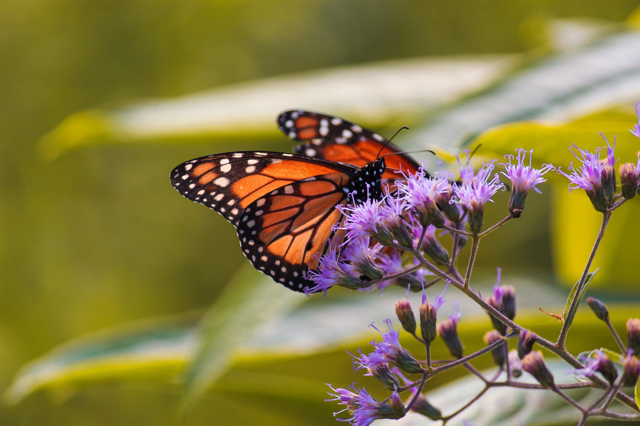 monarch on flower