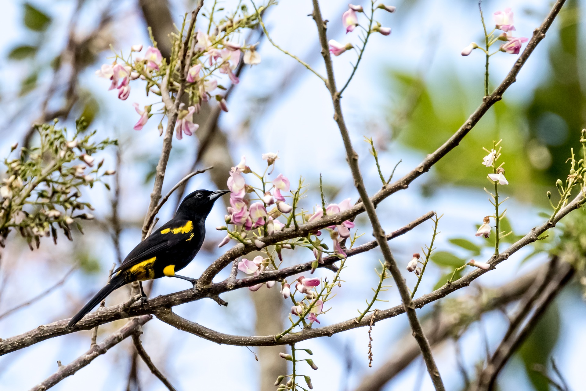oriole on branch