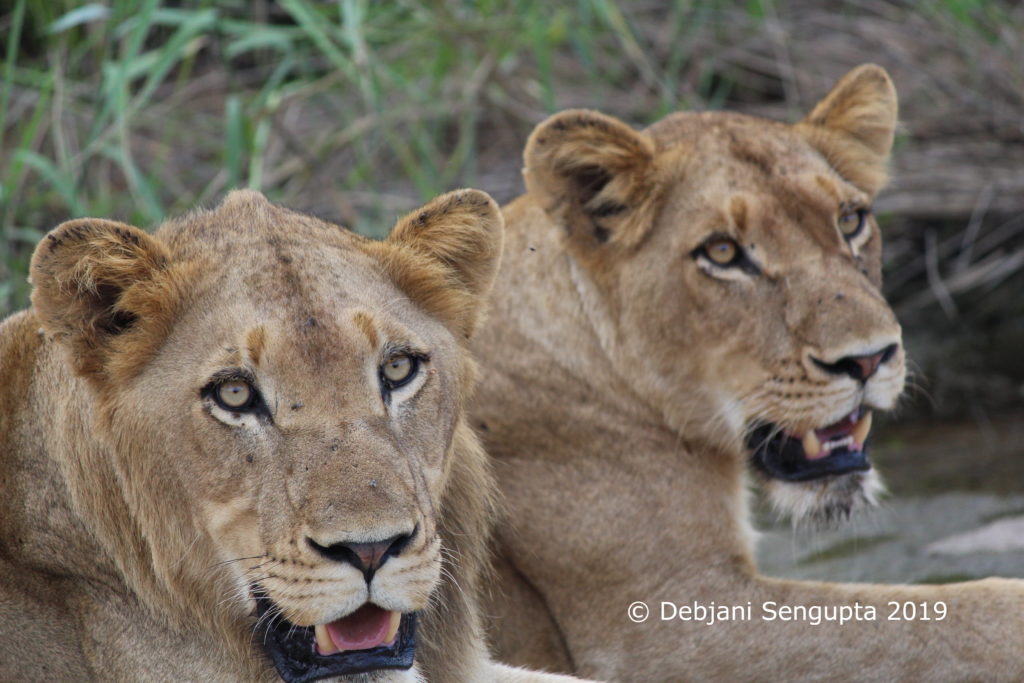 Art by Debjani Sengupta