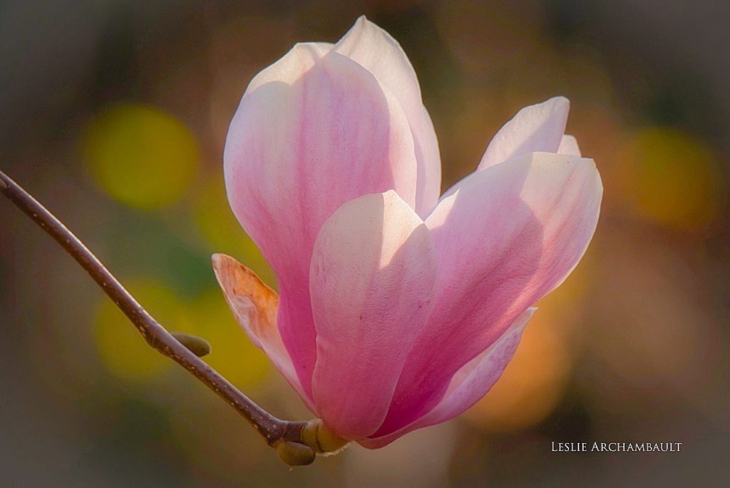 Art by Leslie Archambault