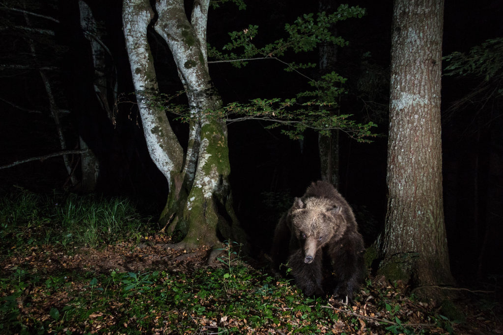 Art by Brown Bears in Central Europe