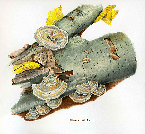 Art by Donna Miskend