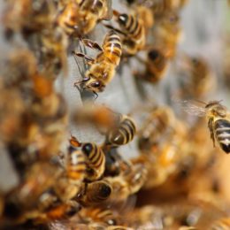 bees in hive