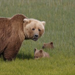 mother bear with bear cubs