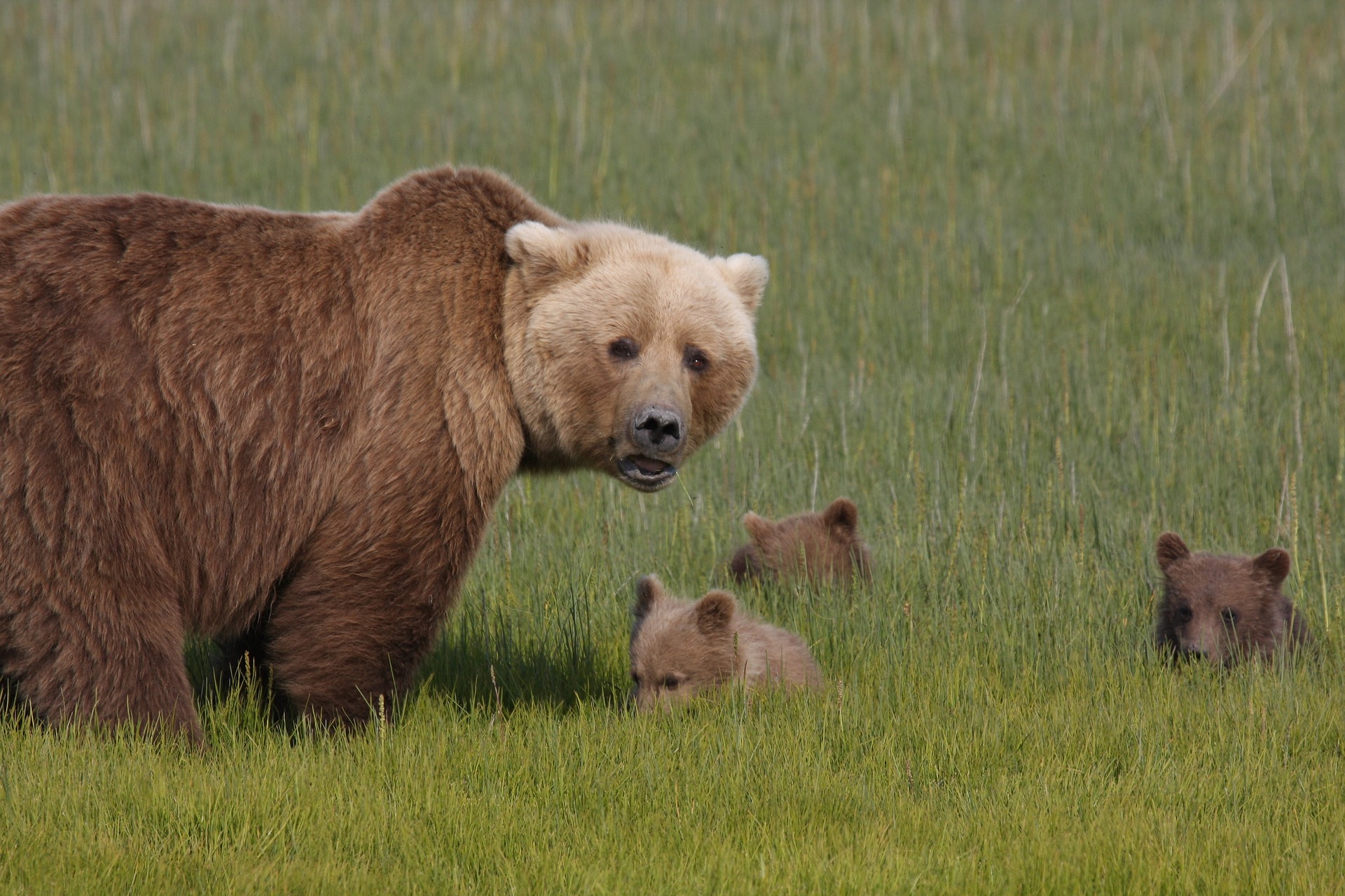 mother bear with bear cubs