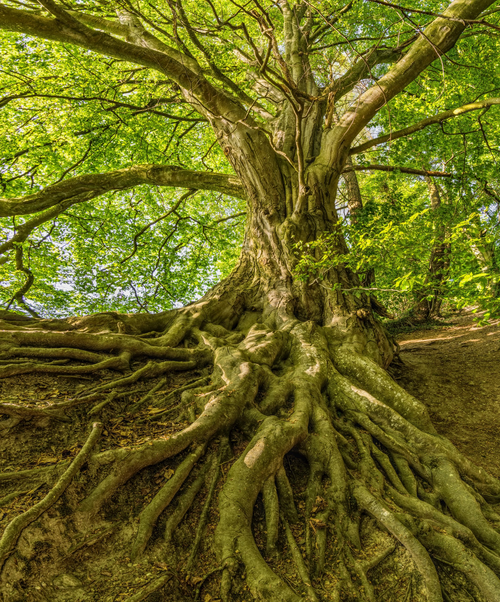 5 reasons we need trees for a Earth Day